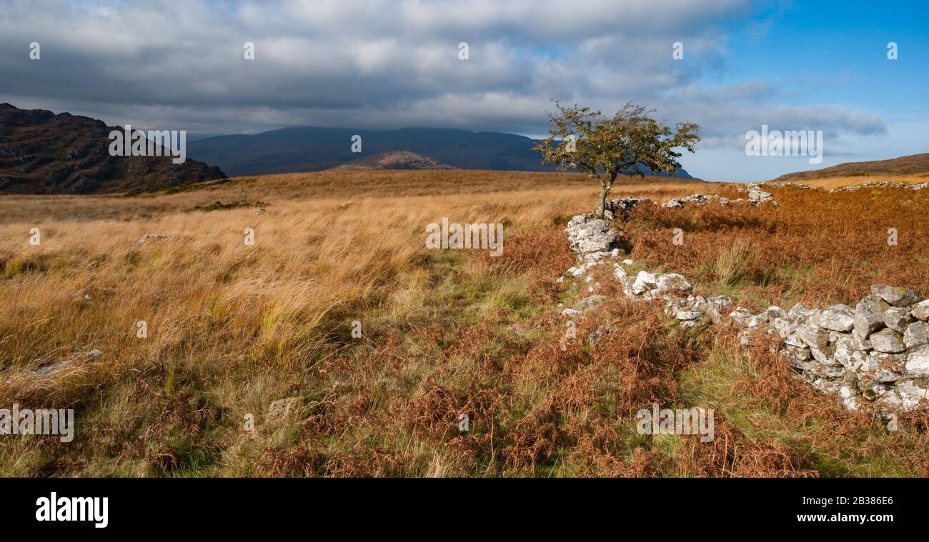 Arbre solitaire et vieux mur de pierre dans le paysage accidenté pittoresque du parc national de Killarney Banque D'Images