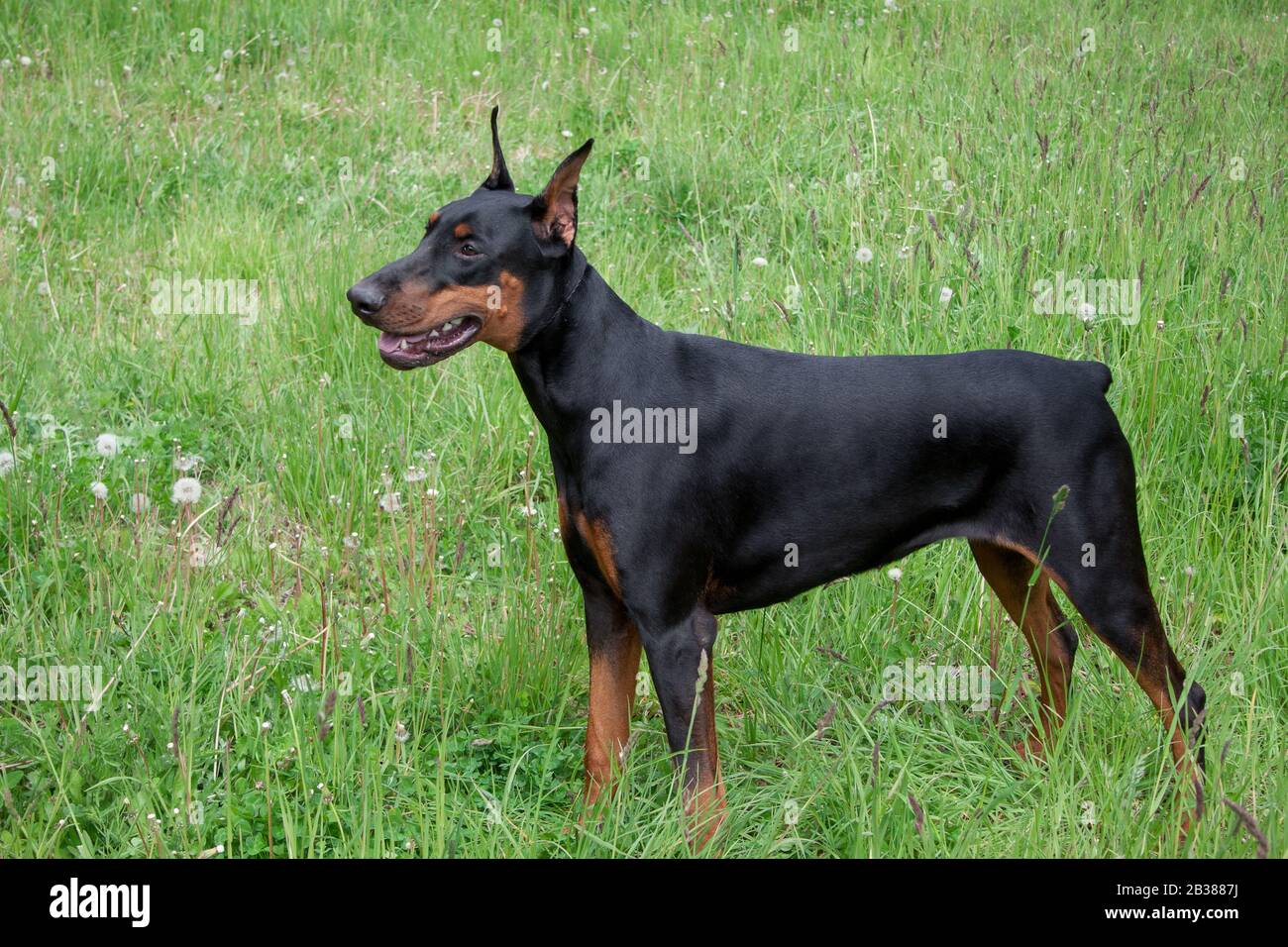 Cute dobermann est debout sur un pré vert. Animaux de compagnie. Banque D'Images