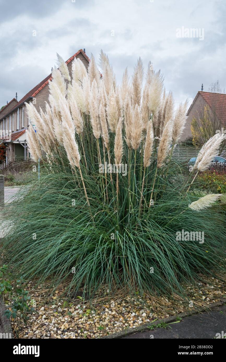 Pampas herbe ou Cortaderia selloana avec de grandes panaches blanches décoratives Banque D'Images