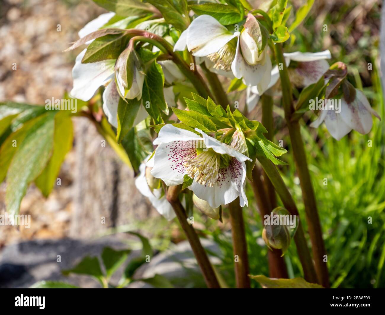 Rose blanche orientale dans le manteau de neige en fleur Banque D'Images