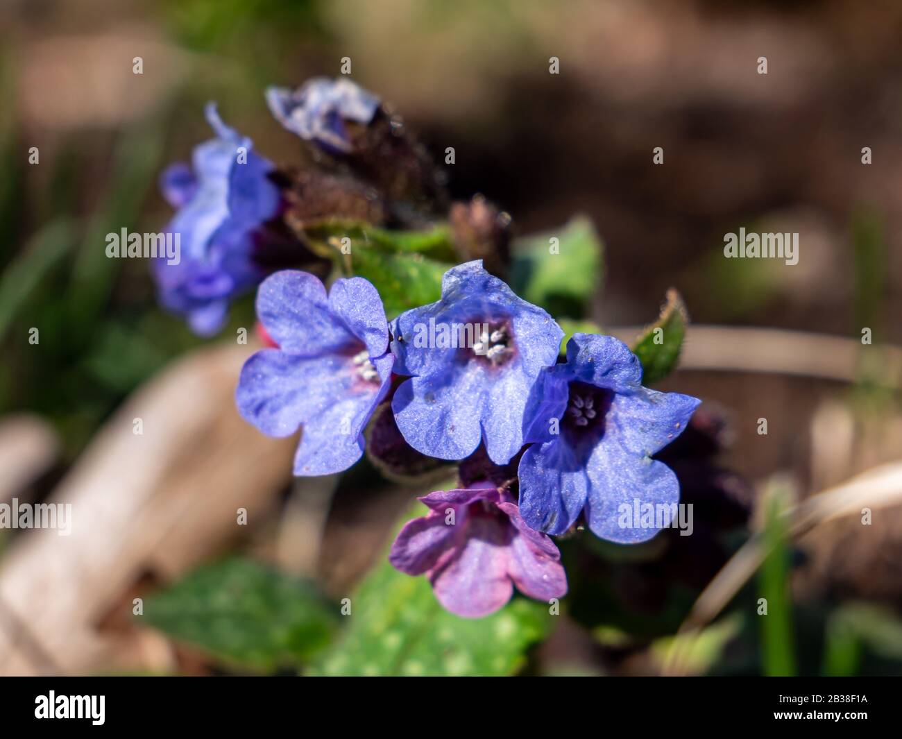 Fleur bleue Lungwort au printemps Banque D'Images
