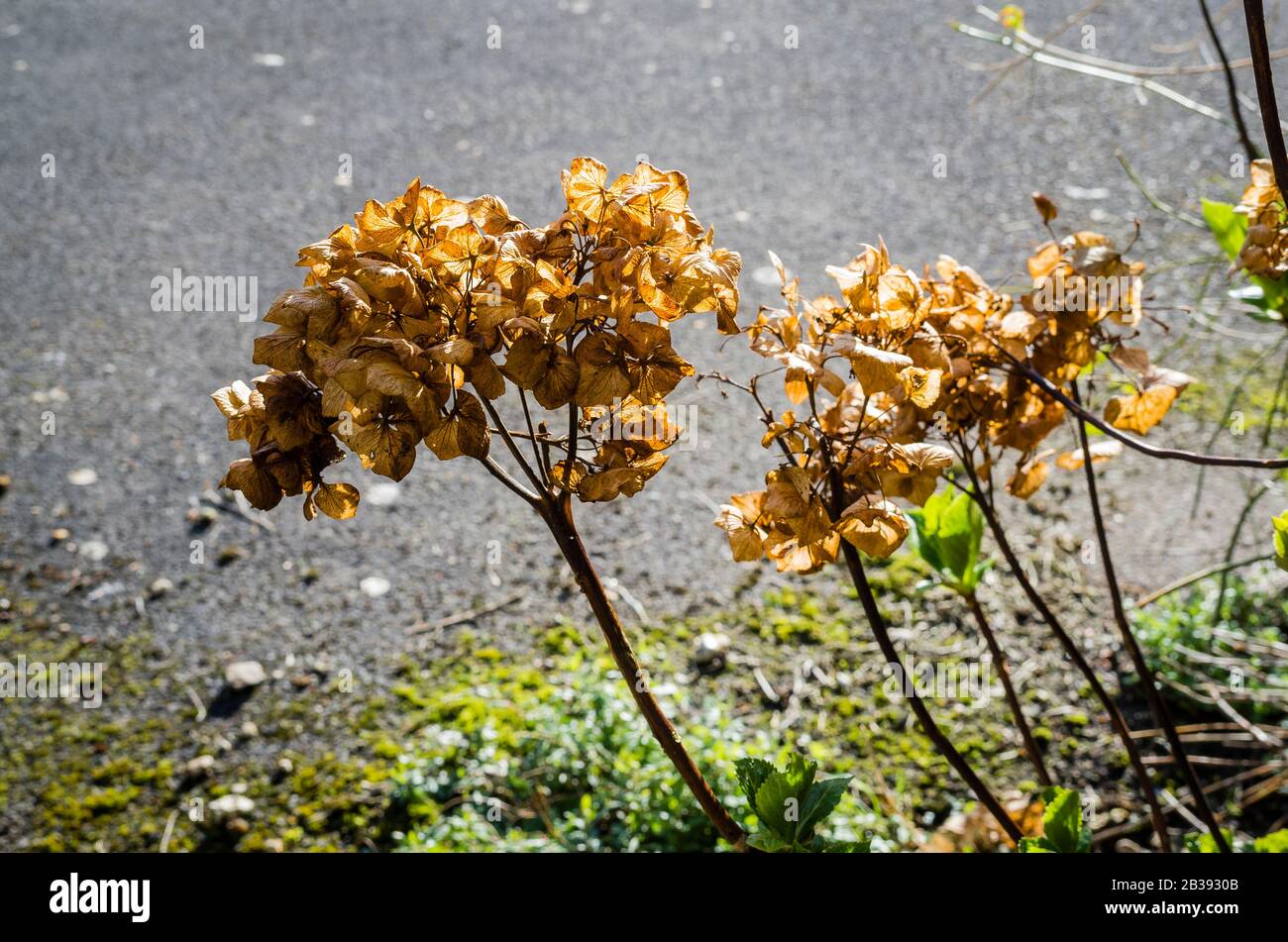 Une tête de semis morte d'une plante d'horlangea continue de glaner brun doré alors que de nouvelles jeunes feuilles fraîches apparaissent déjà plus bas dans les tiges Banque D'Images