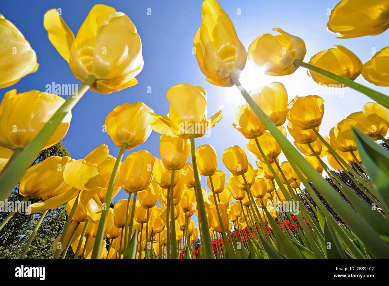 Vue des yeux des vers sur le parterre fleuri avec tulipes jaunes dans le jardin fleuri au printemps Banque D'Images