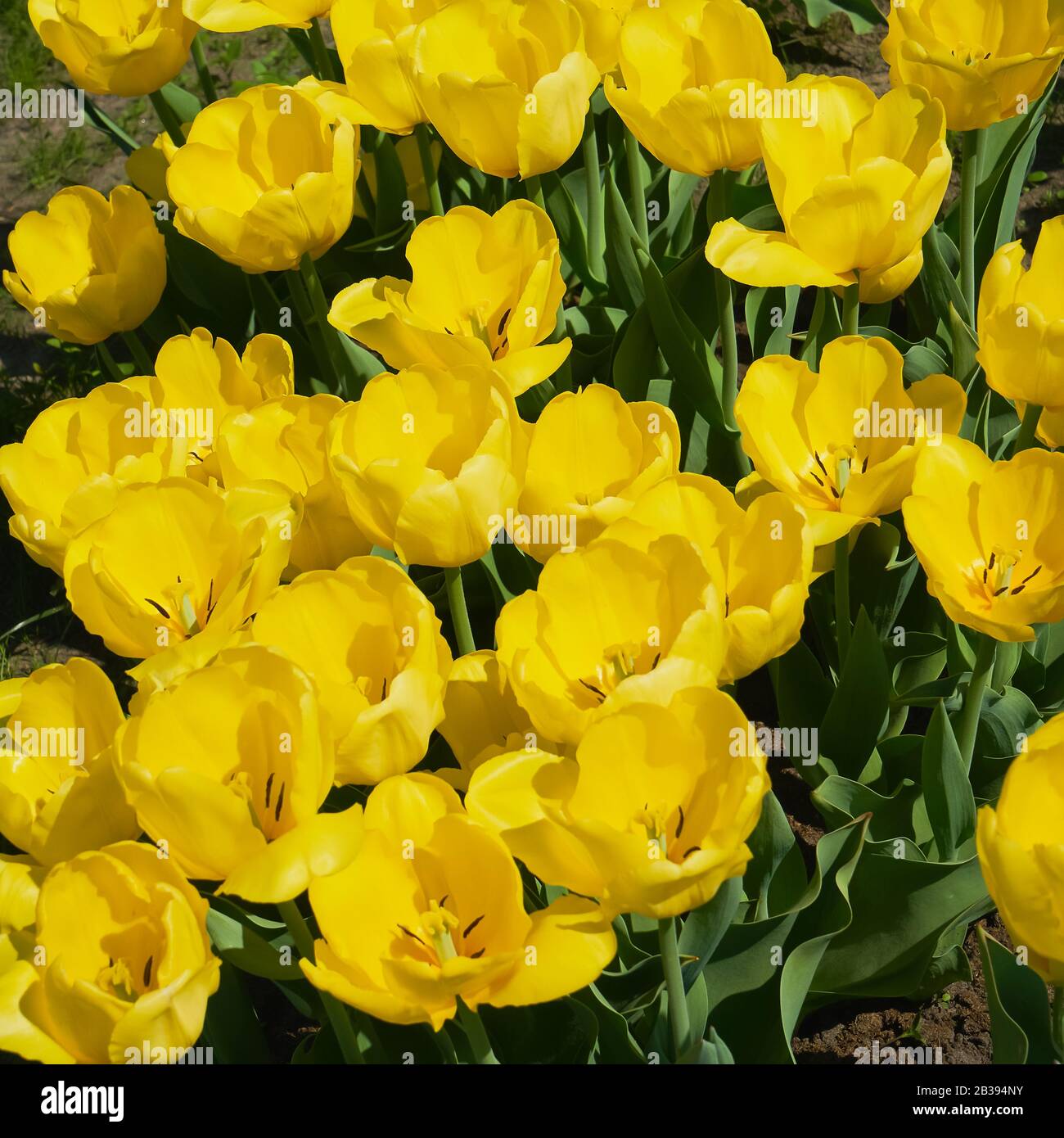 Tulipes Golden Melody. Fleurs de tulipes jaunes fleuries dans un champ de tulipes au coucher du soleil. Contexte de la nature Banque D'Images