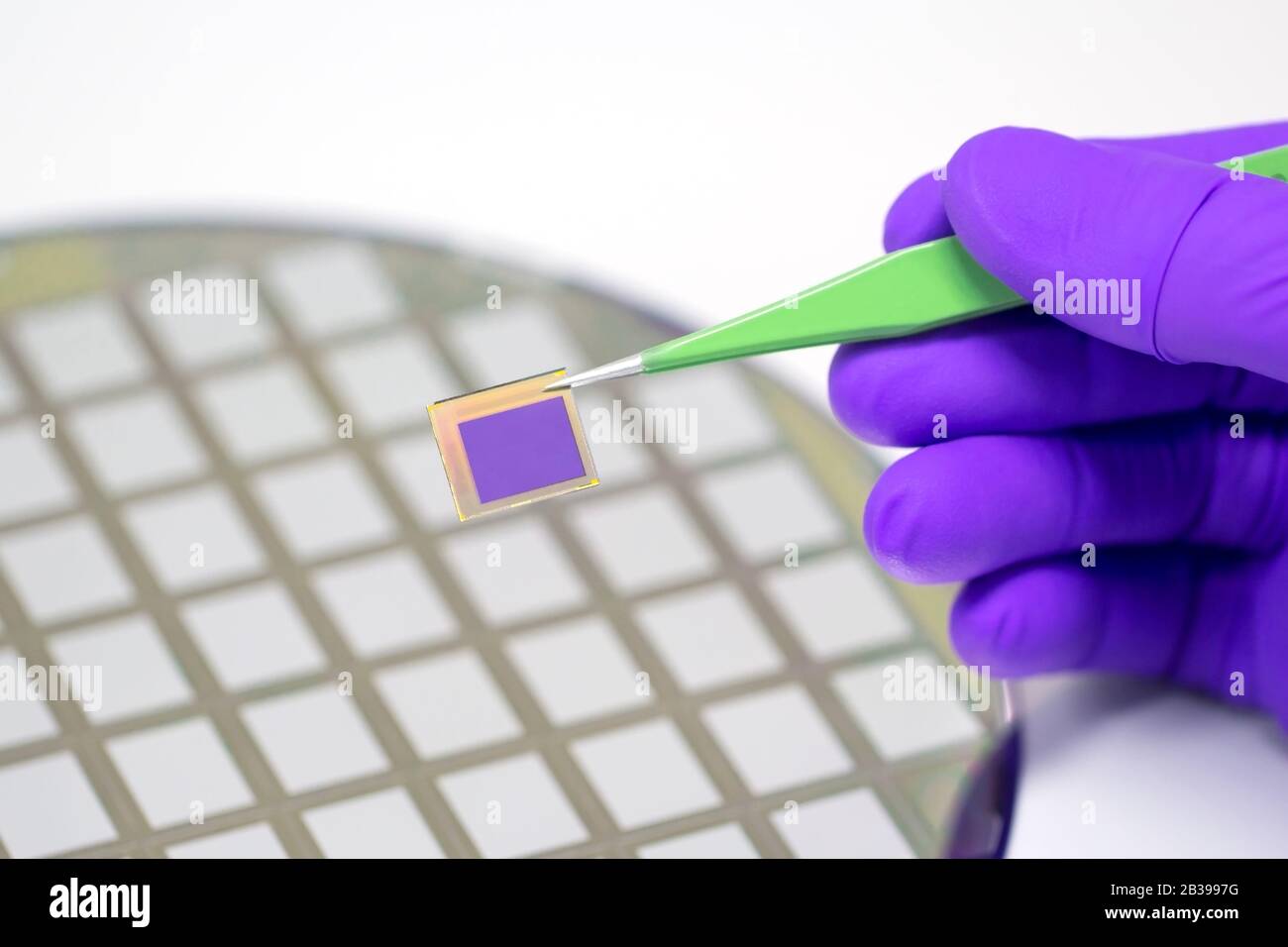 Main dans un gant violet tenant une puce avec une paire de pinces. Capteur de matrice . Capteur photo vidéo. Banque D'Images