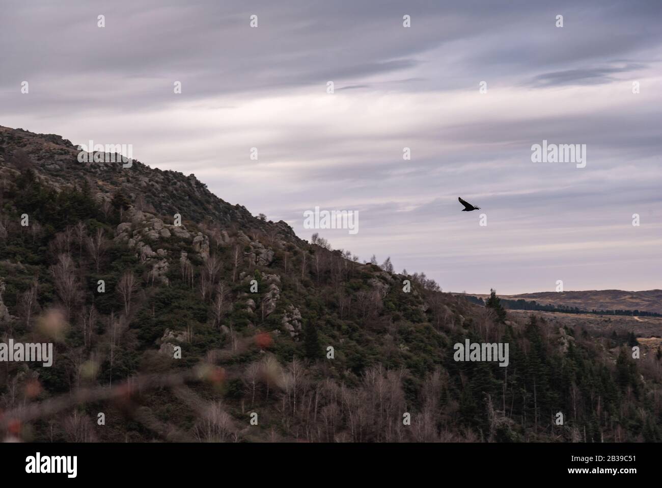 Vautour noir, buzzard ou jote noir survolant une vallée avec une chaîne de montagnes à l'arrière Banque D'Images