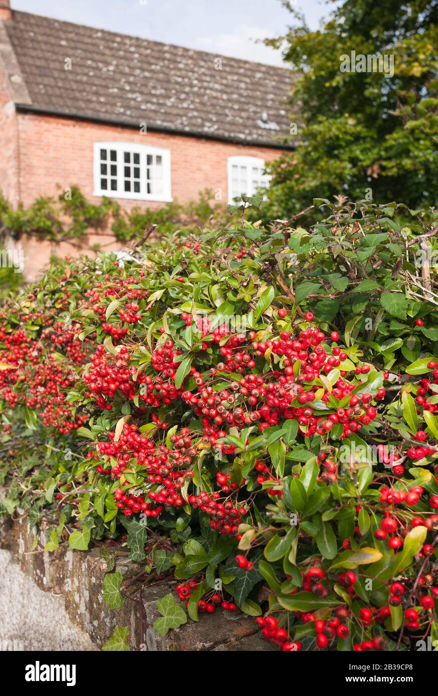 Pyracantha épineuse fait une plante frontière sécurisée avec l'avantage supplémentaire de baies rouges lumineuses à la fin de l'automne et au début de l'hiver dans un jardin anglais Banque D'Images