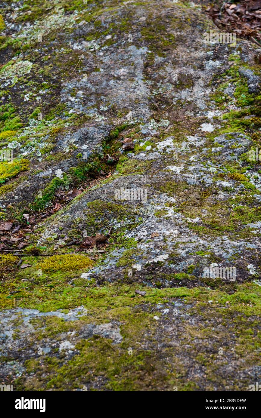 Différents moules de couleur sur une roche - texture Banque D'Images