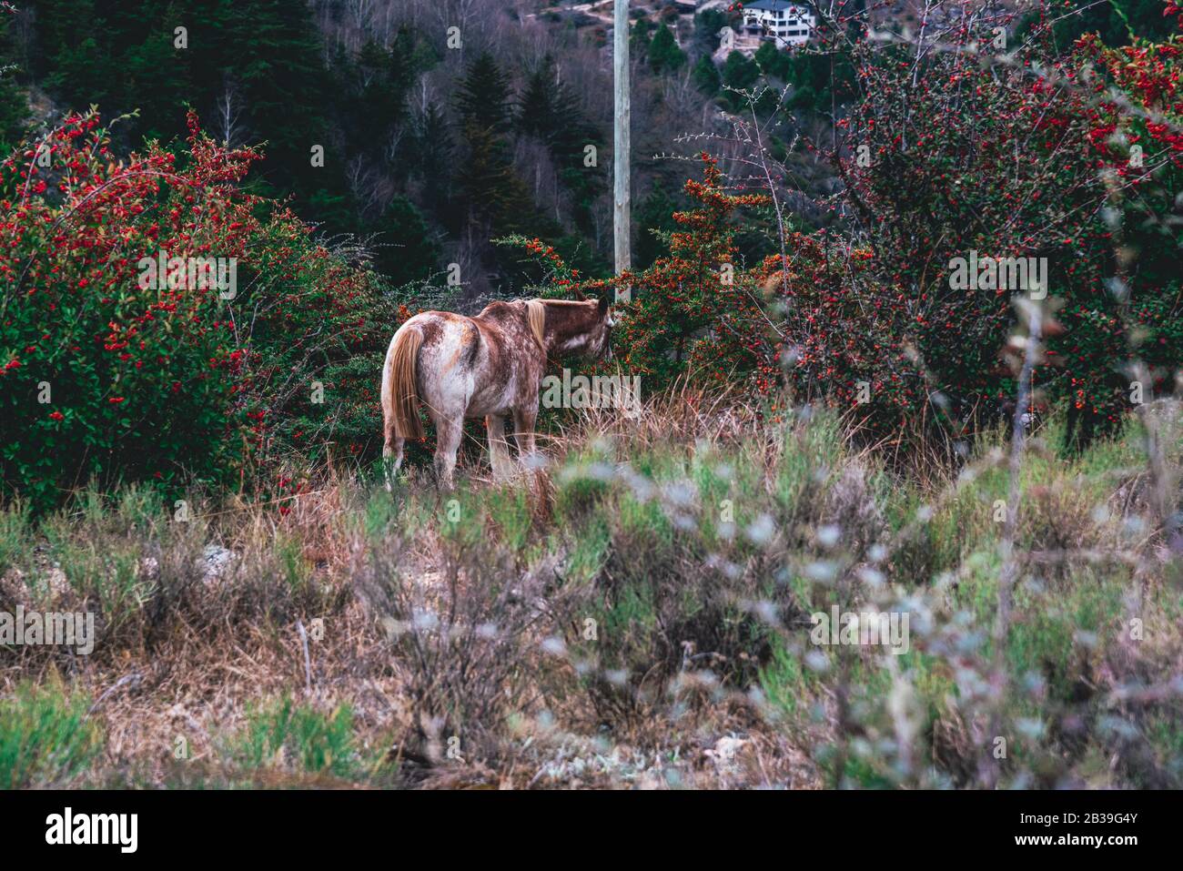 Un cheval mangeant des baies rouges d'un buisson, entouré d'une flore diversifiée Banque D'Images