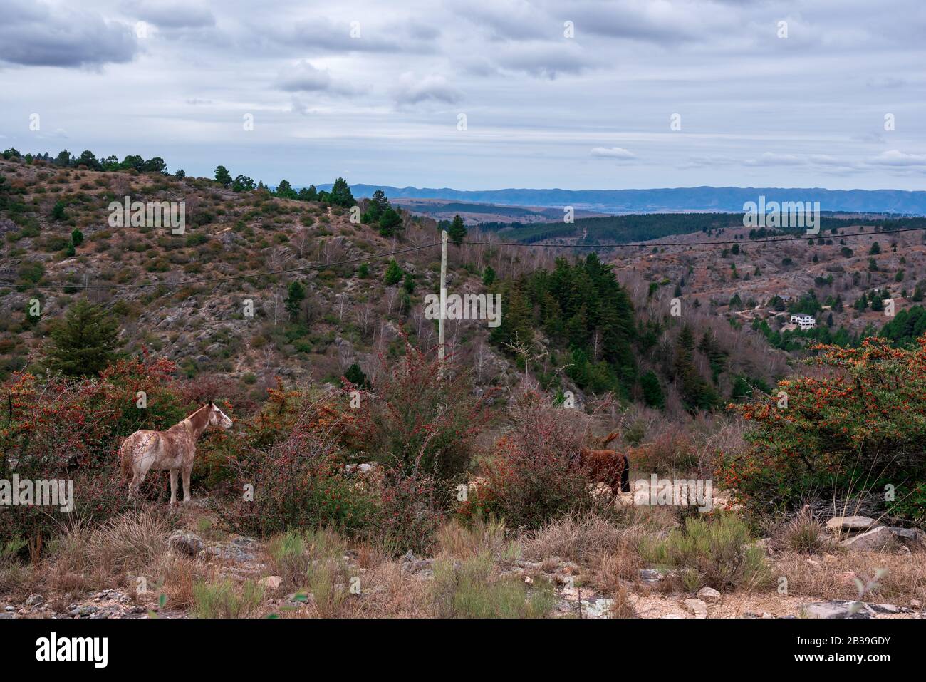 Deux chevaux mangeant des baies rouges d'un buisson, entouré d'une flore diversifiée dans un paysage de vallée Banque D'Images