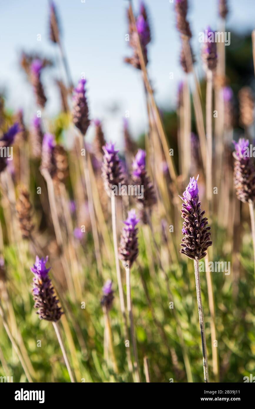 Gros plan sur les fleurs de lavande qui agissent avec le vent Banque D'Images