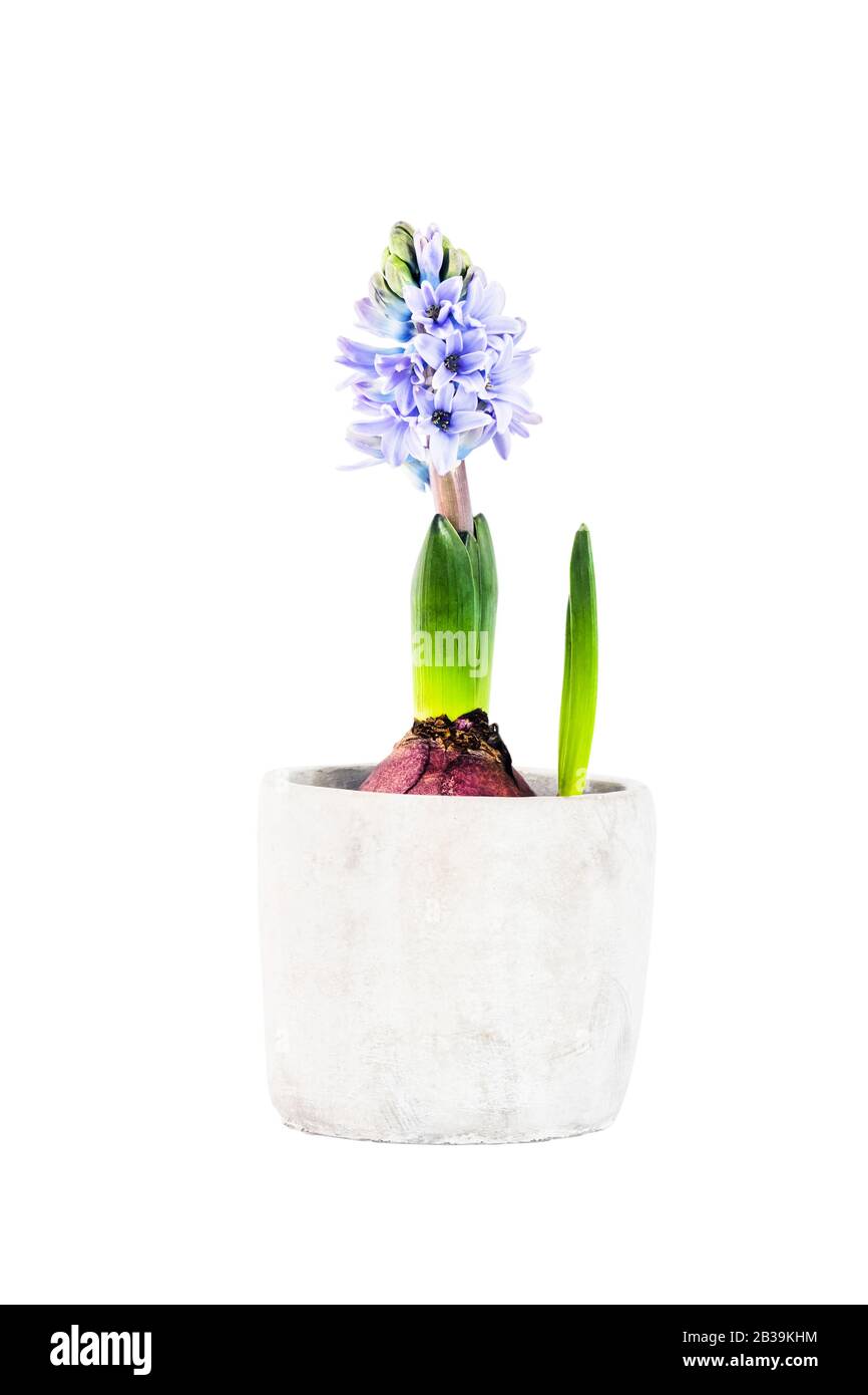 En jacinthe bleu pot à fleurs sur fond blanc isolé Banque D'Images