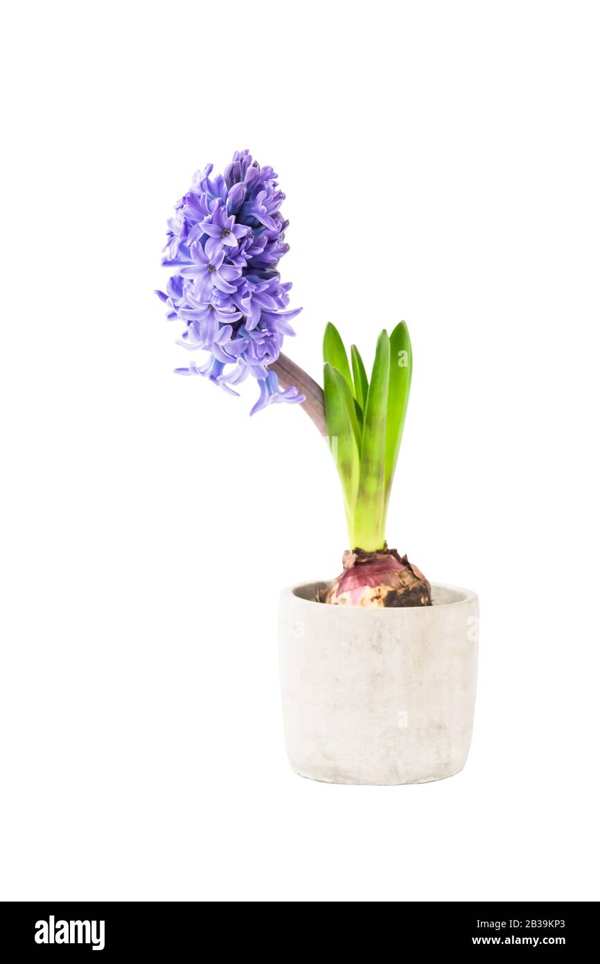 En jacinthe bleu pot à fleurs sur fond blanc isolé Banque D'Images