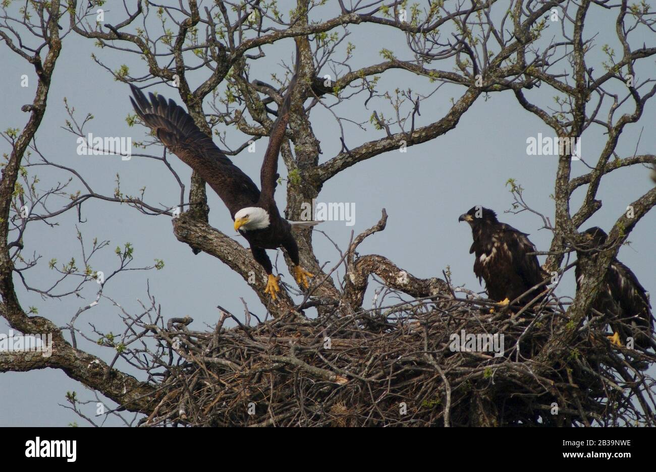 Llano County Texas USA, le 4 avril 2004 : un aigle à tête blanche américain prend son enrôle alors que ses deux descendants immatures perchonnent sur un membre surplombant la rivière Llano dans le centre du Texas, à environ 120 mètres d'une grande autoroute.©Bob Daemmrich Banque D'Images