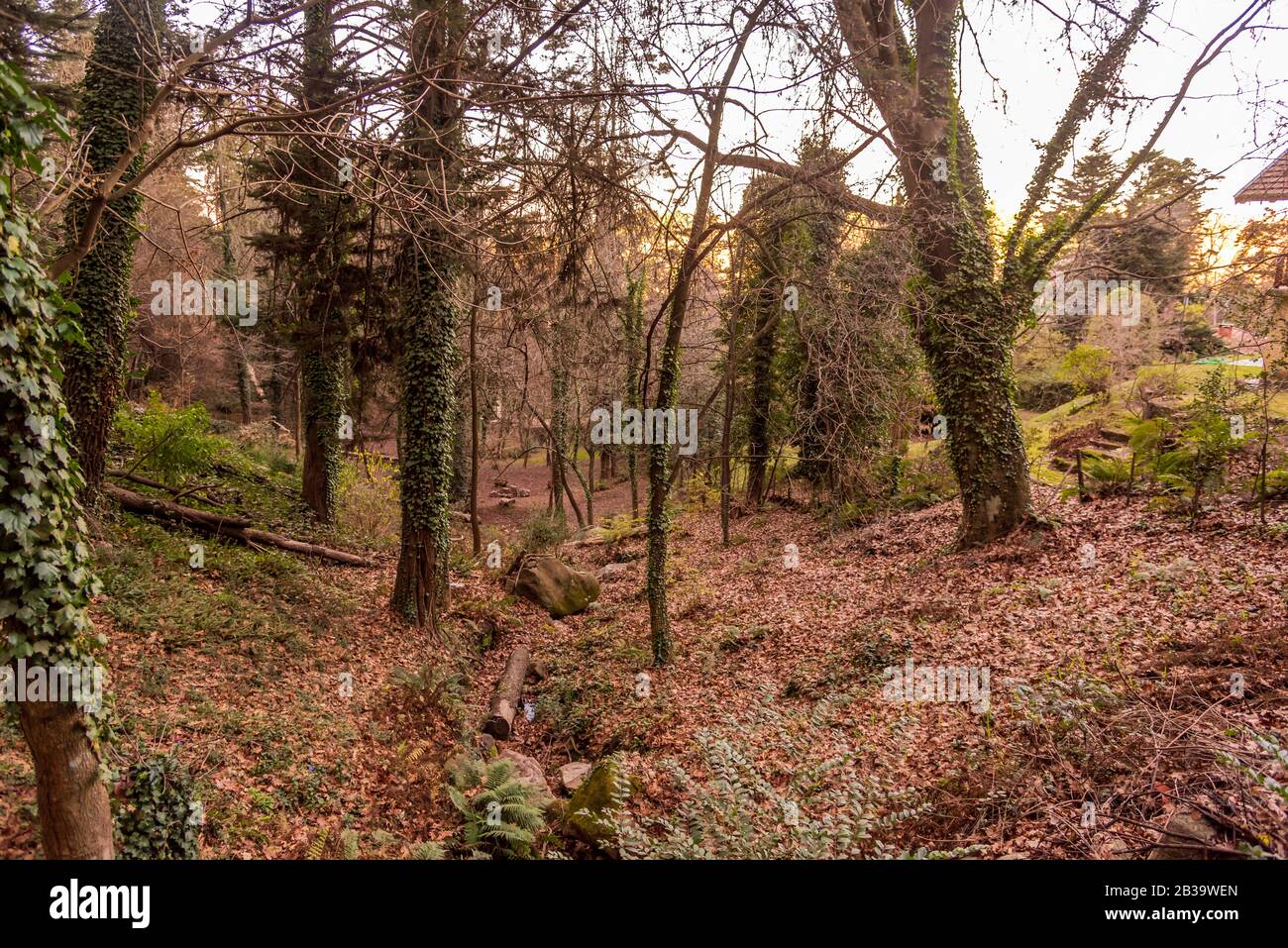 Petite forêt dans un marais sans eau pleine de feuilles automnales Banque D'Images