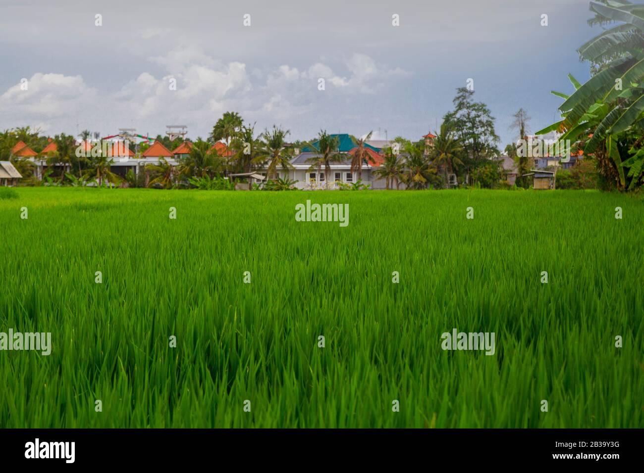 Champ de riz avec des maisons en arrière-plan.Paysage agricole avec des rangées de riz Banque D'Images