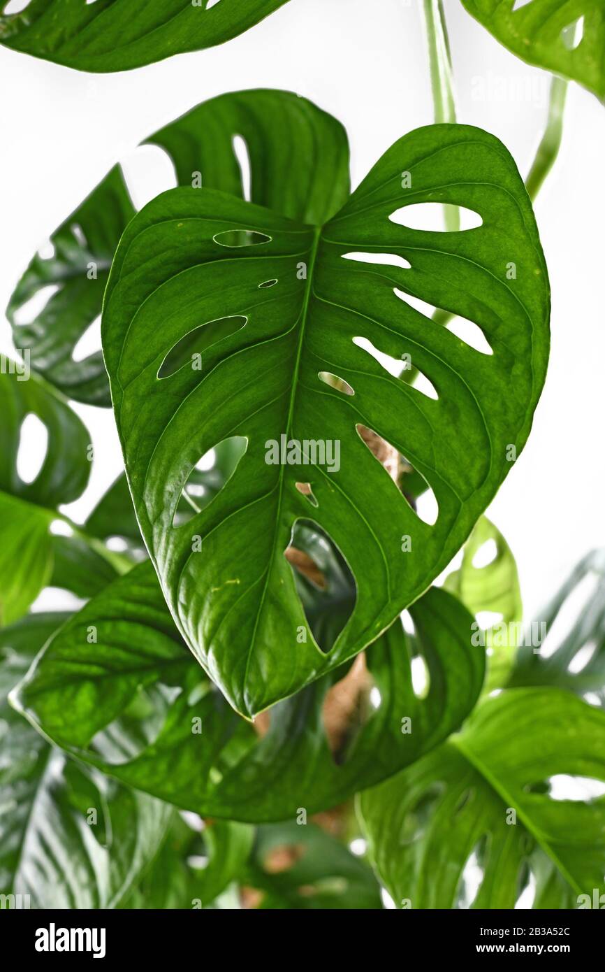 Gros plan de feuilles avec des trous de la plante tropicale de maison de vigne 'Monstera Adansonii' ou 'Monkey Mask' sur fond blanc Banque D'Images