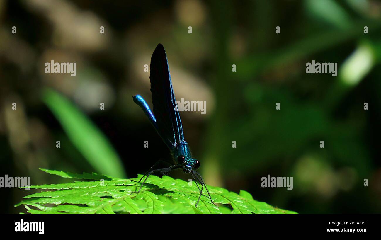 Dragonfly sur une feuille de fougères dans la bague Banque D'Images