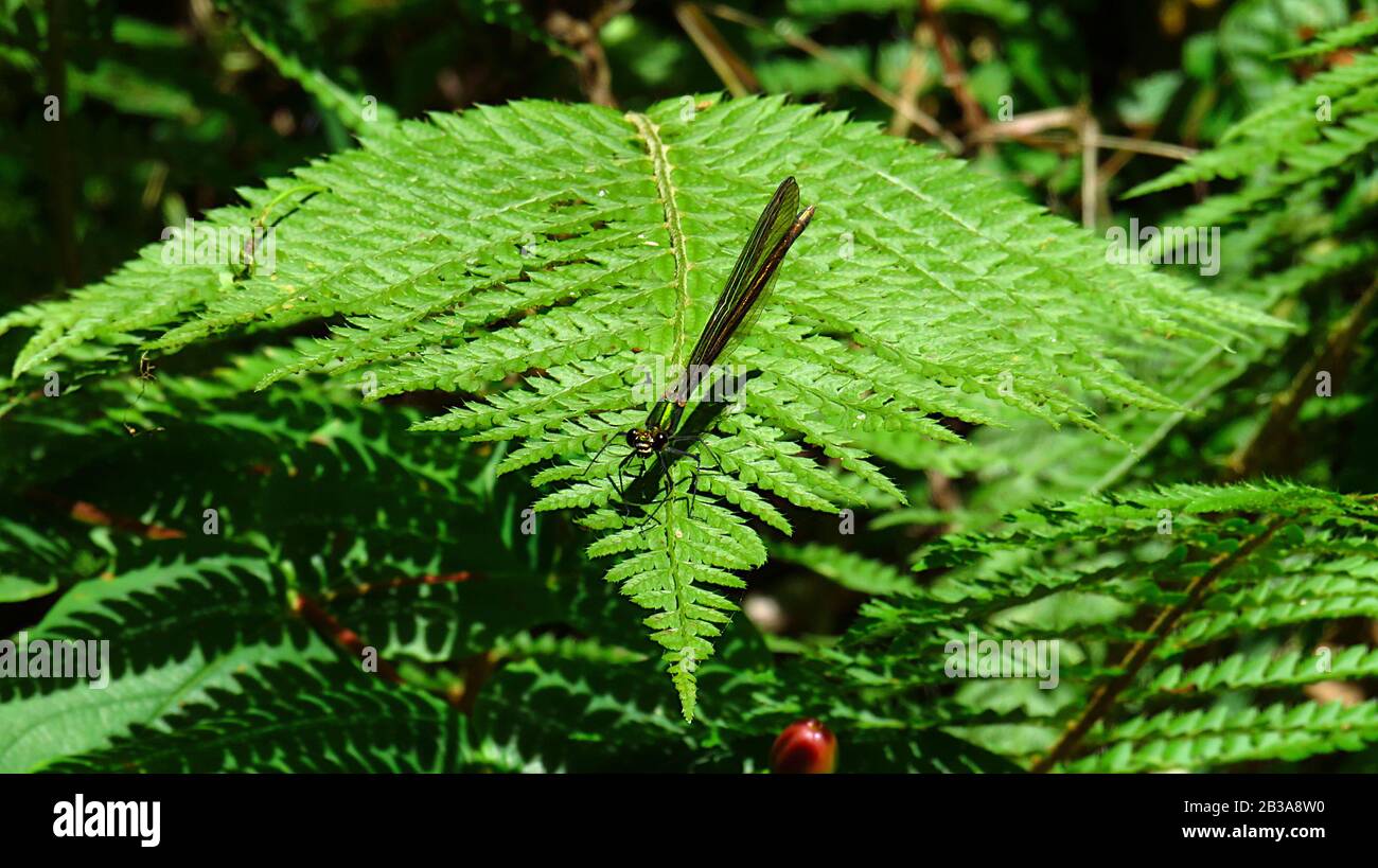 Dragonfly sur une feuille de fougères dans la bague Banque D'Images