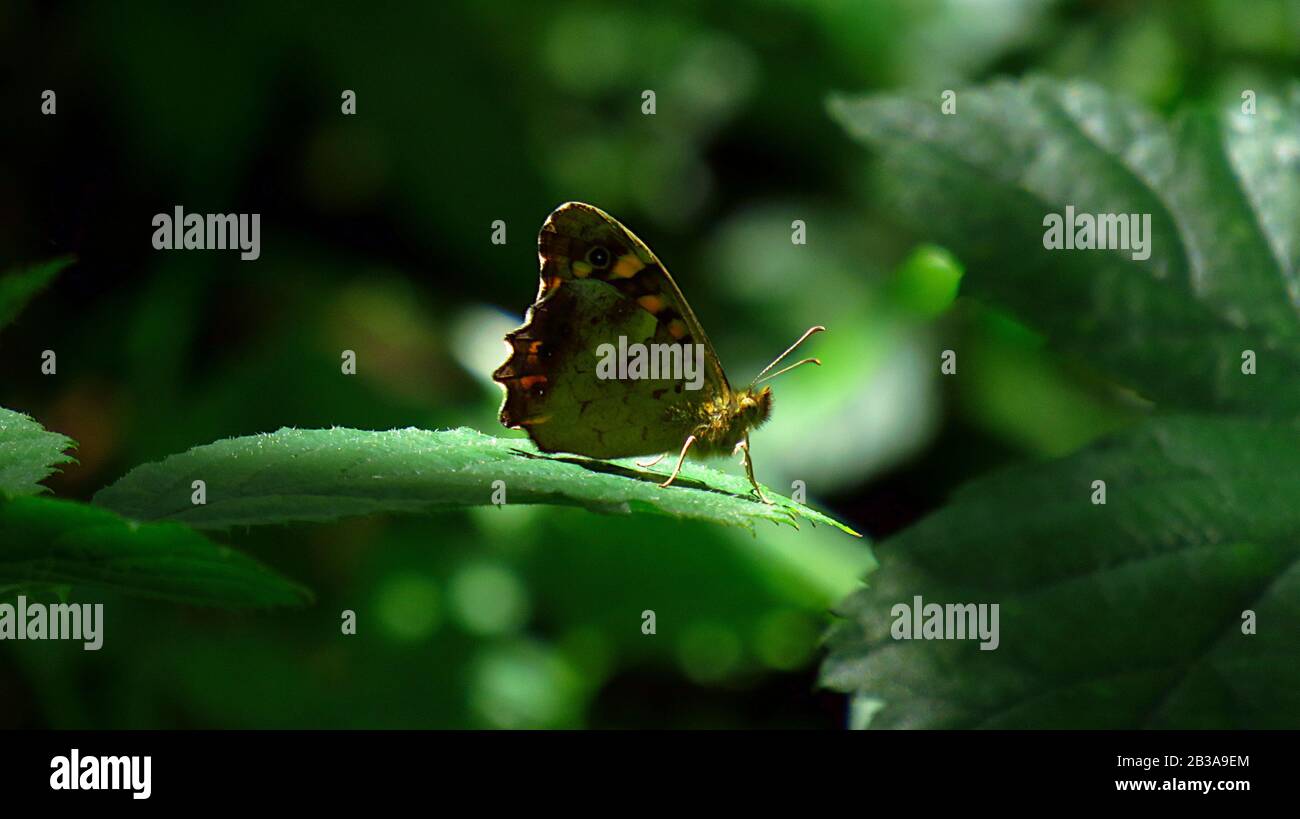Papillon de tons bruns dans la montagne Banque D'Images