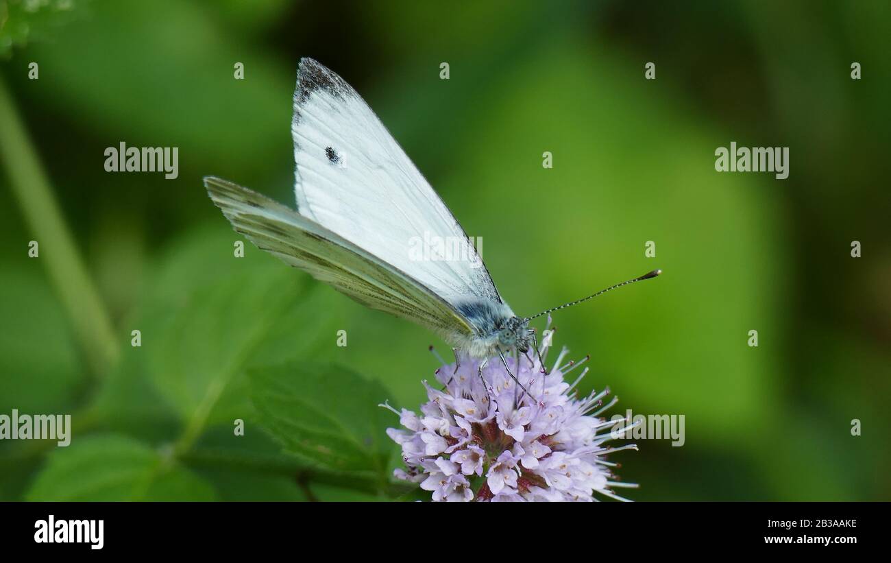 Papillon blanc sur une plante avec des fleurs blanches Banque D'Images