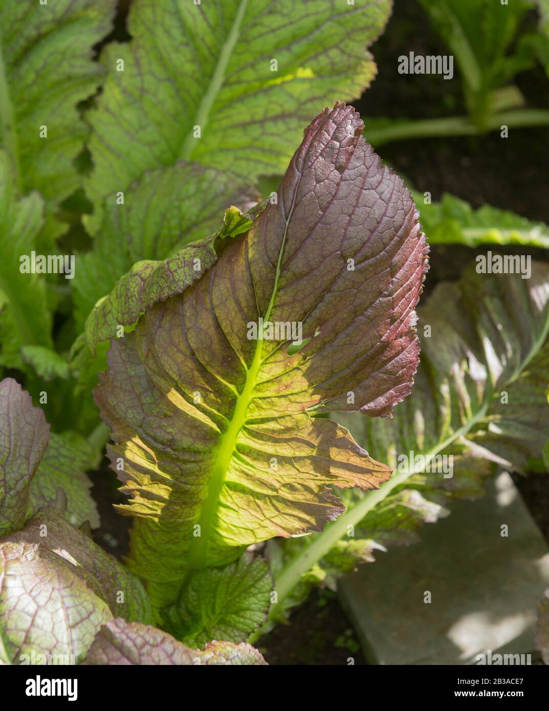 Feuilles de moutarde orientale biologique 'Géant rouge' (Brassica juncea) cultivées dans une serre sur un jardin de légumes dans le Devon rural, Angleterre, Royaume-Uni Banque D'Images