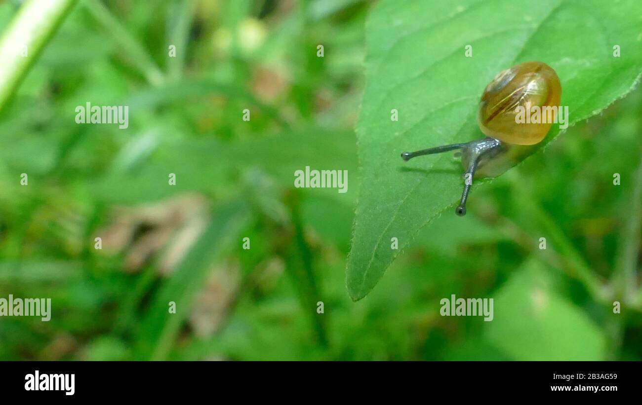 Reproduction des escargots sur la feuille d'une plante forestière Banque D'Images