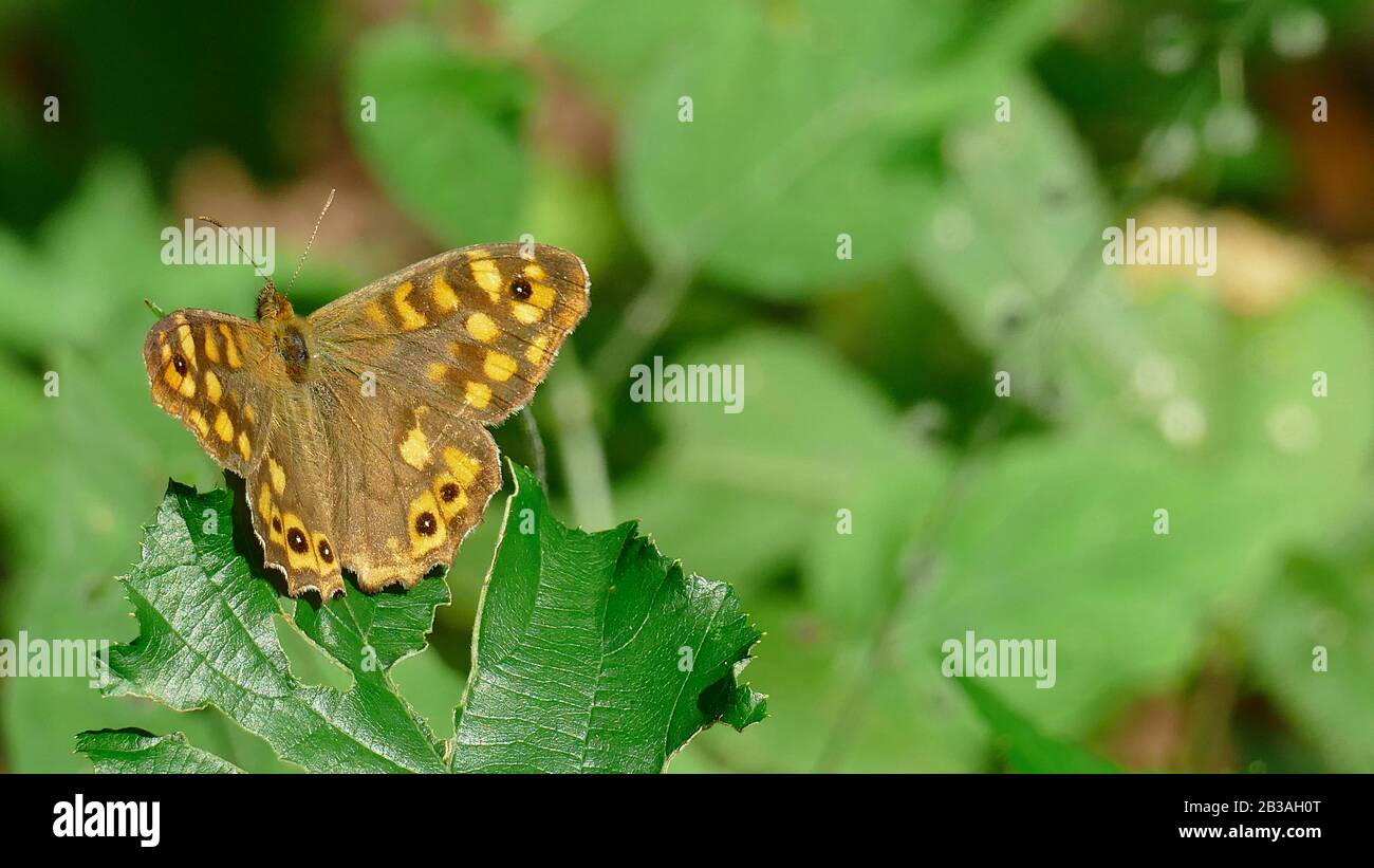 Papillon dans des tons bruns sur une feuille dans le bush Banque D'Images