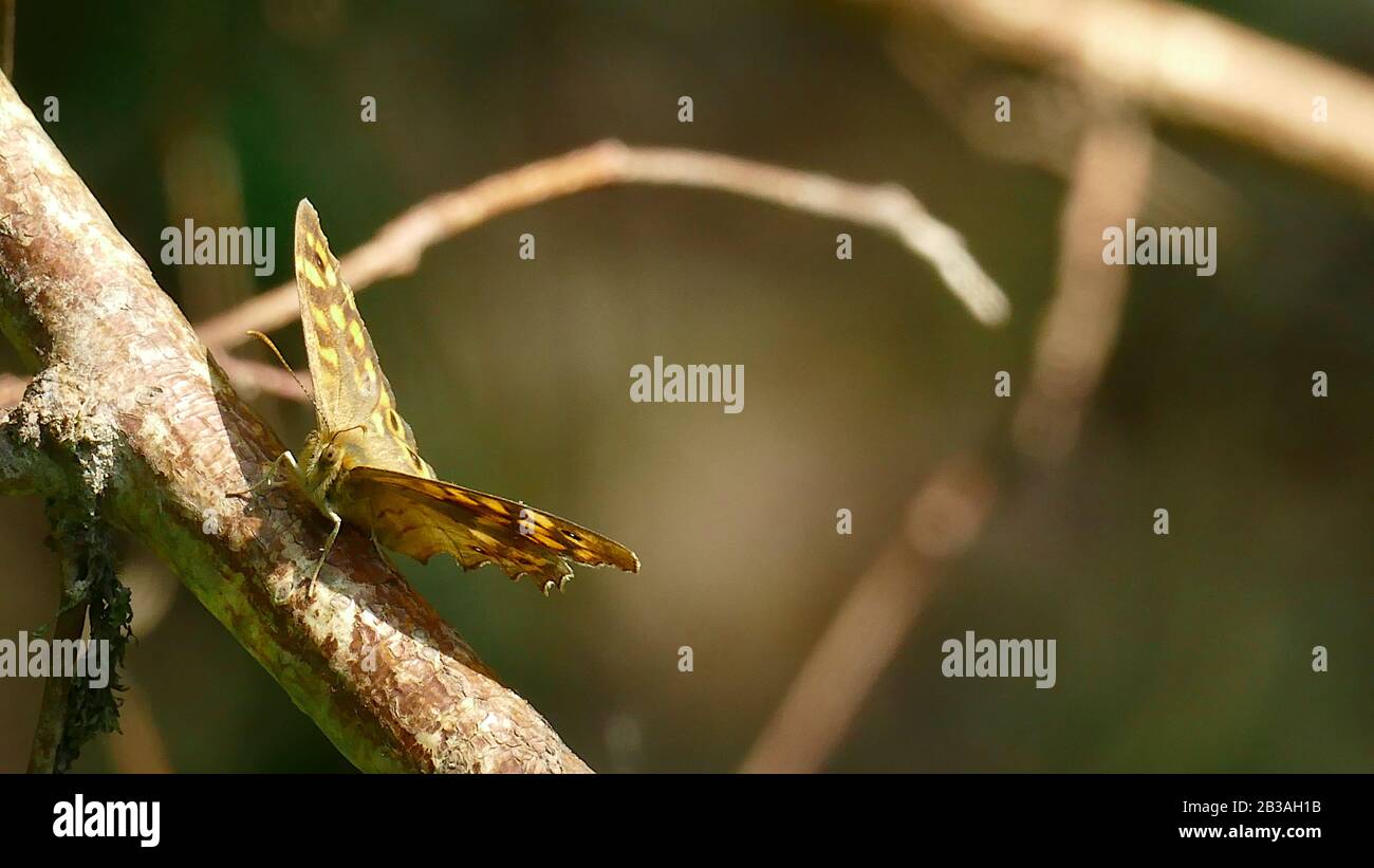 Papillon de tons bruns dans la montagne Banque D'Images