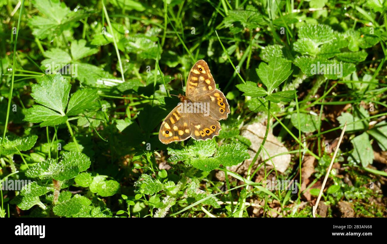 Papillon brun parmi les plantes forestières Banque D'Images