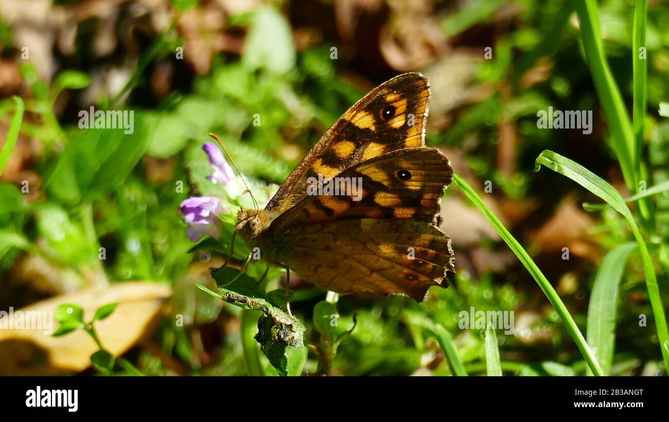 Papillon brun parmi les plantes forestières Banque D'Images