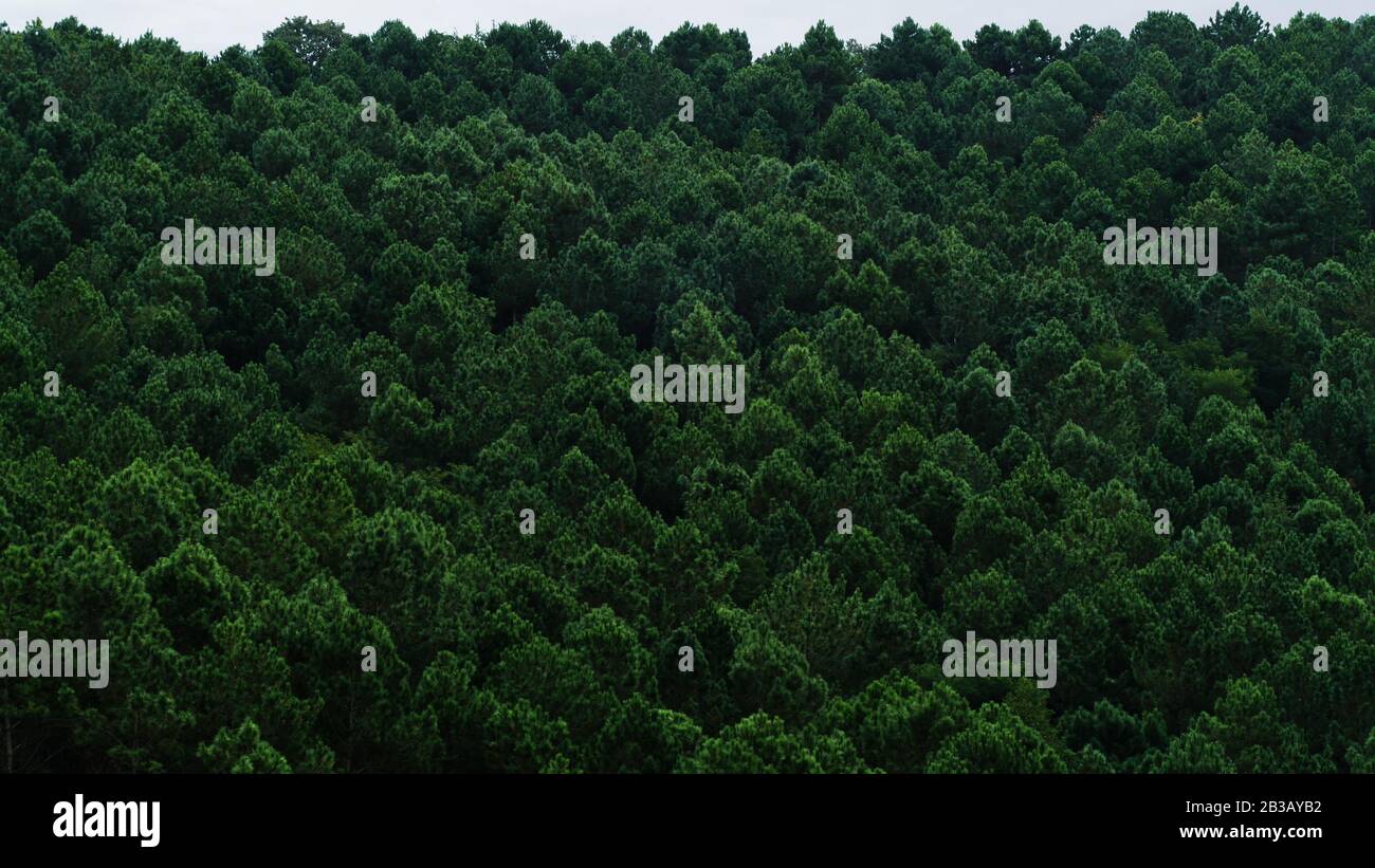 Pente d'une montagne pleine de pins Banque D'Images