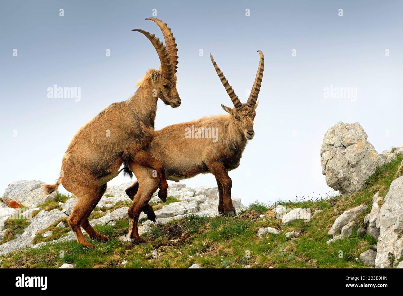 Alpine ibex - Capra Ibex pasteurs et accouplement et dueling dans les Alpes slovènes. Animal corné typique des hautes montagnes. Banque D'Images