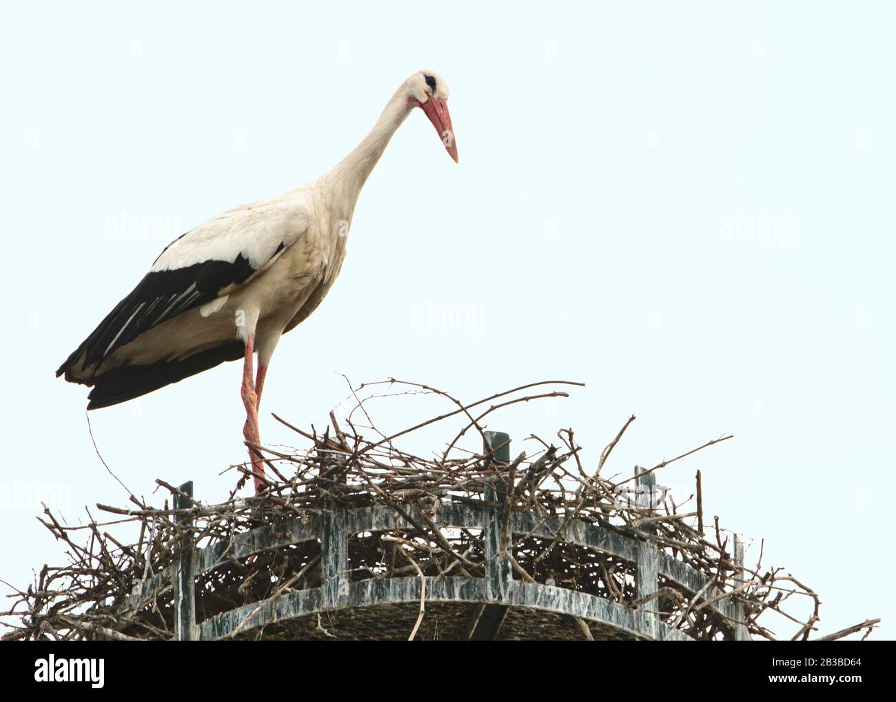 La France, Colmar - Juin 2015 : la nidification de la Cigogne Blanche Banque D'Images