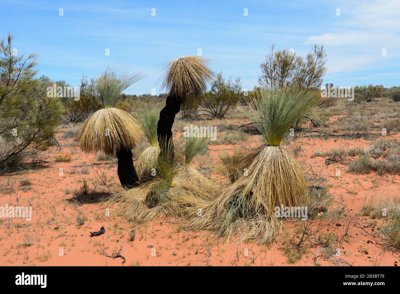 Dans le sol aride de la chaîne West McDonnell Ranges, territoire du Nord, territoire du Nord, Australie Banque D'Images