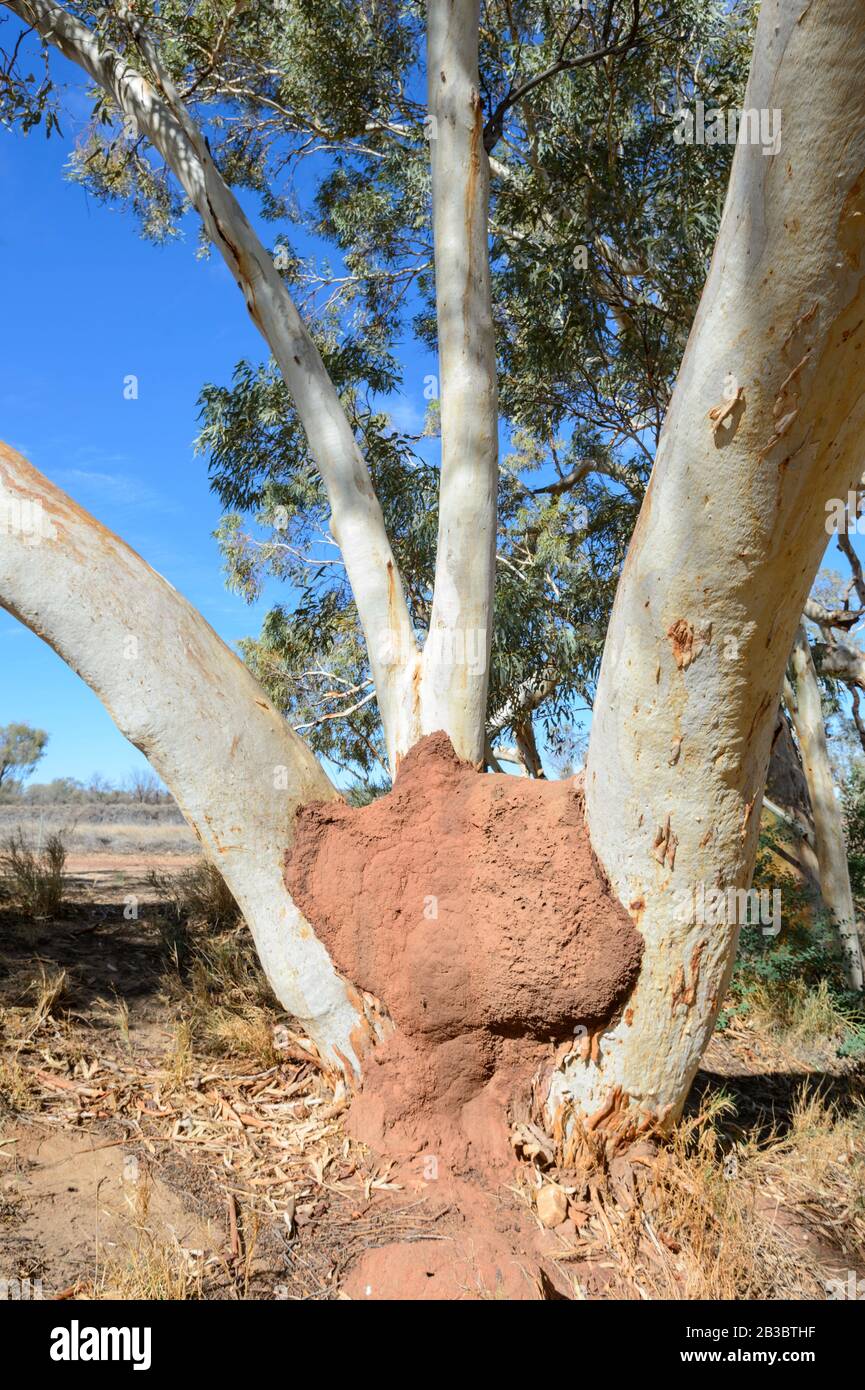 Termite sur un tronc de gums, West McDonnell Ranges, territoire du Nord, territoire du Nord, Australie Banque D'Images