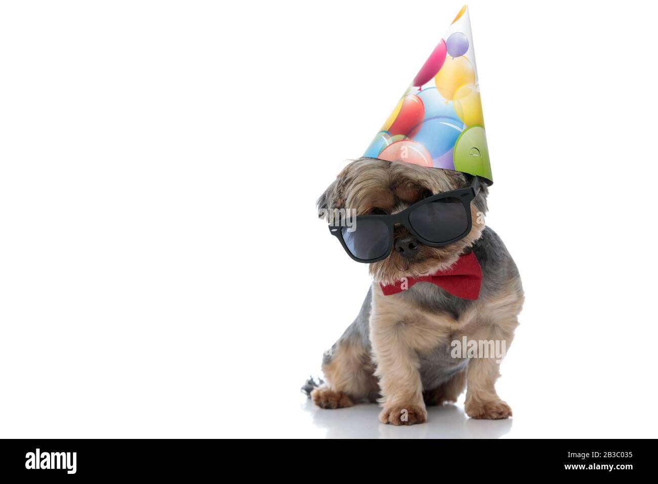 Joyeux Anniversaire Yorkshire Terrier Wearing Hat Photo Stock Alamy Joyeux Anniversaire Yorkshire Terrier Wearing Hat Photo Stock Alamy