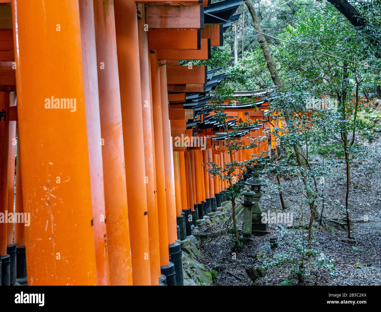 De belles portes tori orange ramenant le chemin vers le sanctuaire de Fushimi Inari Taisha, un site classé au patrimoine mondial de l'UNESCO. Banque D'Images