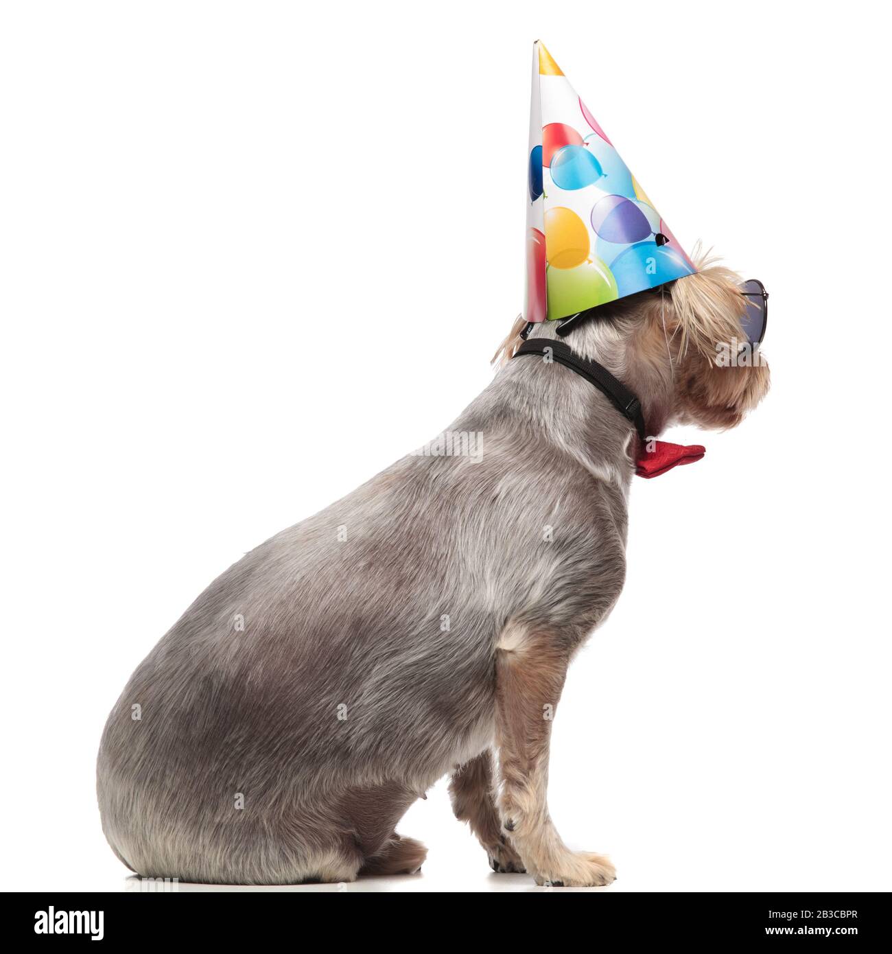 Vue Laterale De L Adorable Yorkshire Terrier Portant Un Chapeau D Anniversaire Des Lunettes De Soleil Et Une Cravate Rouge Assis Isole Sur Fond Blanc En Studio Plein Corps Photo Stock Alamy Vue Laterale De L Adorable Yorkshire Terrier Portant Un Chapeau D Anniversaire Des Lunettes De Soleil Et Une Cravate Rouge Assis Isole Sur Fond Blanc En Studio Plein Corps Photo Stock Alamy