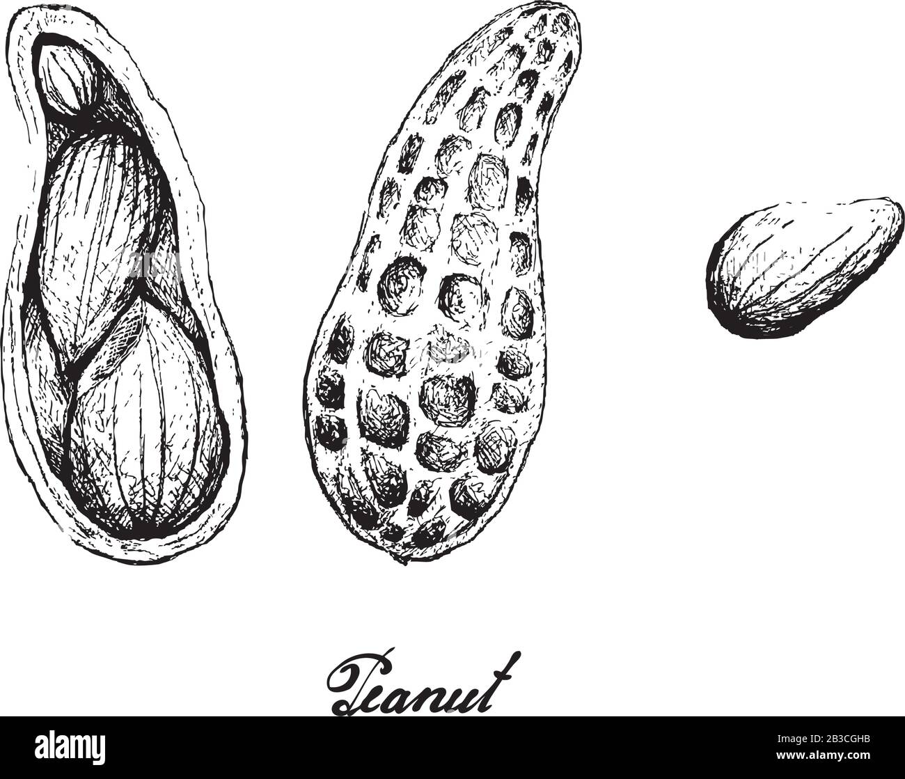 Illustration Des Arachides Fraîches Ou Des Noix De Fond Dessinés À La Main, Bonne Source De Fibres Alimentaires, Vitamines Et Minéraux. Illustration de Vecteur