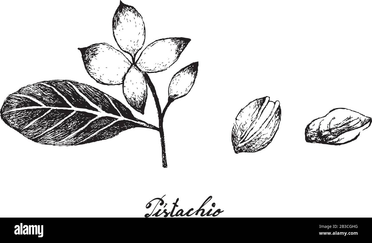 Illustration Esquisse Dessinée À La Main Des Écrous Pistachio. Bonne Source De Fibres Alimentaires, De Vitamines Et De Minéraux. Illustration de Vecteur