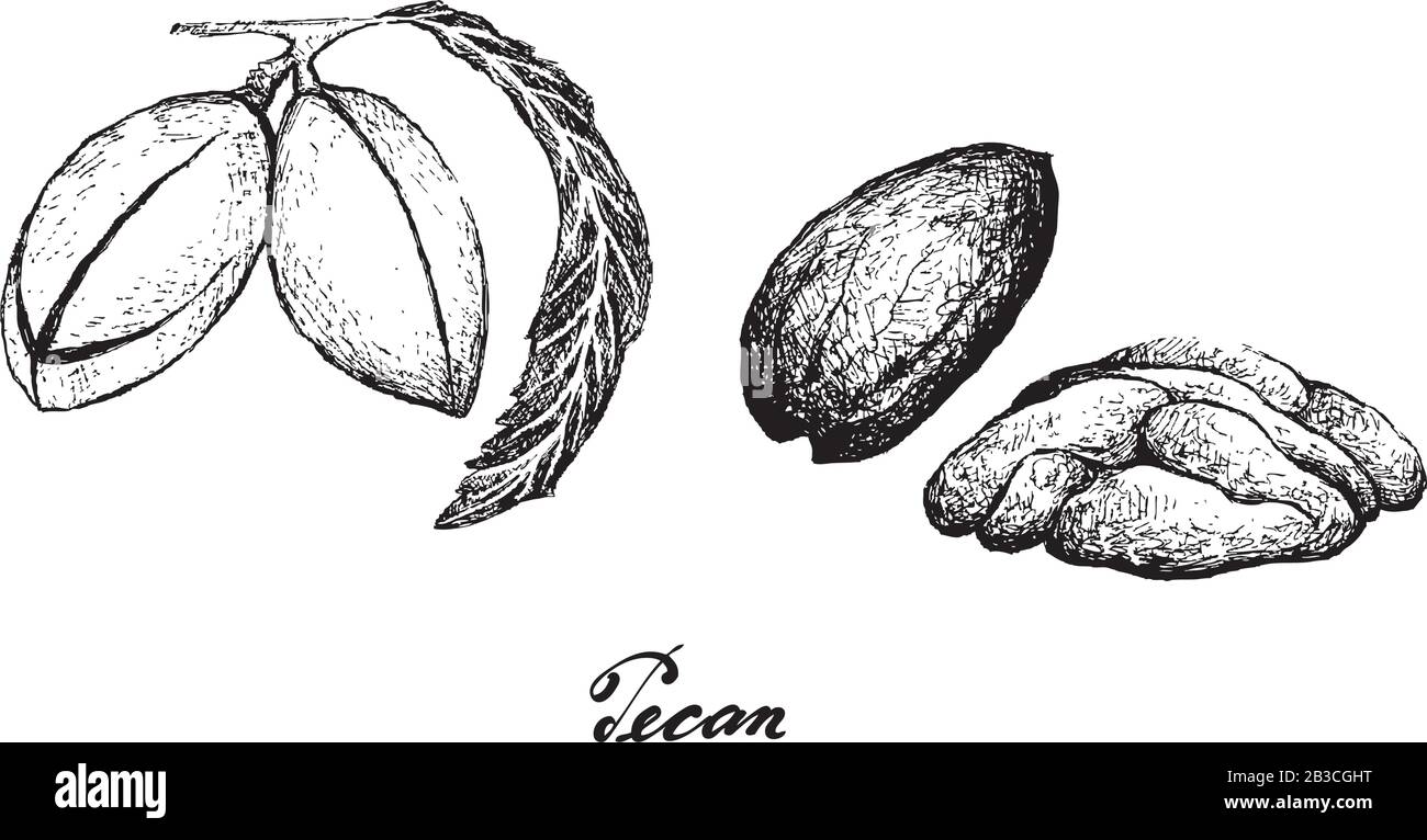 Illustration Des Noix De Pécan Fraîches Dessinées À La Main, Bonne Source De Fibres Alimentaires, Vitamines Et Minéraux. Illustration de Vecteur