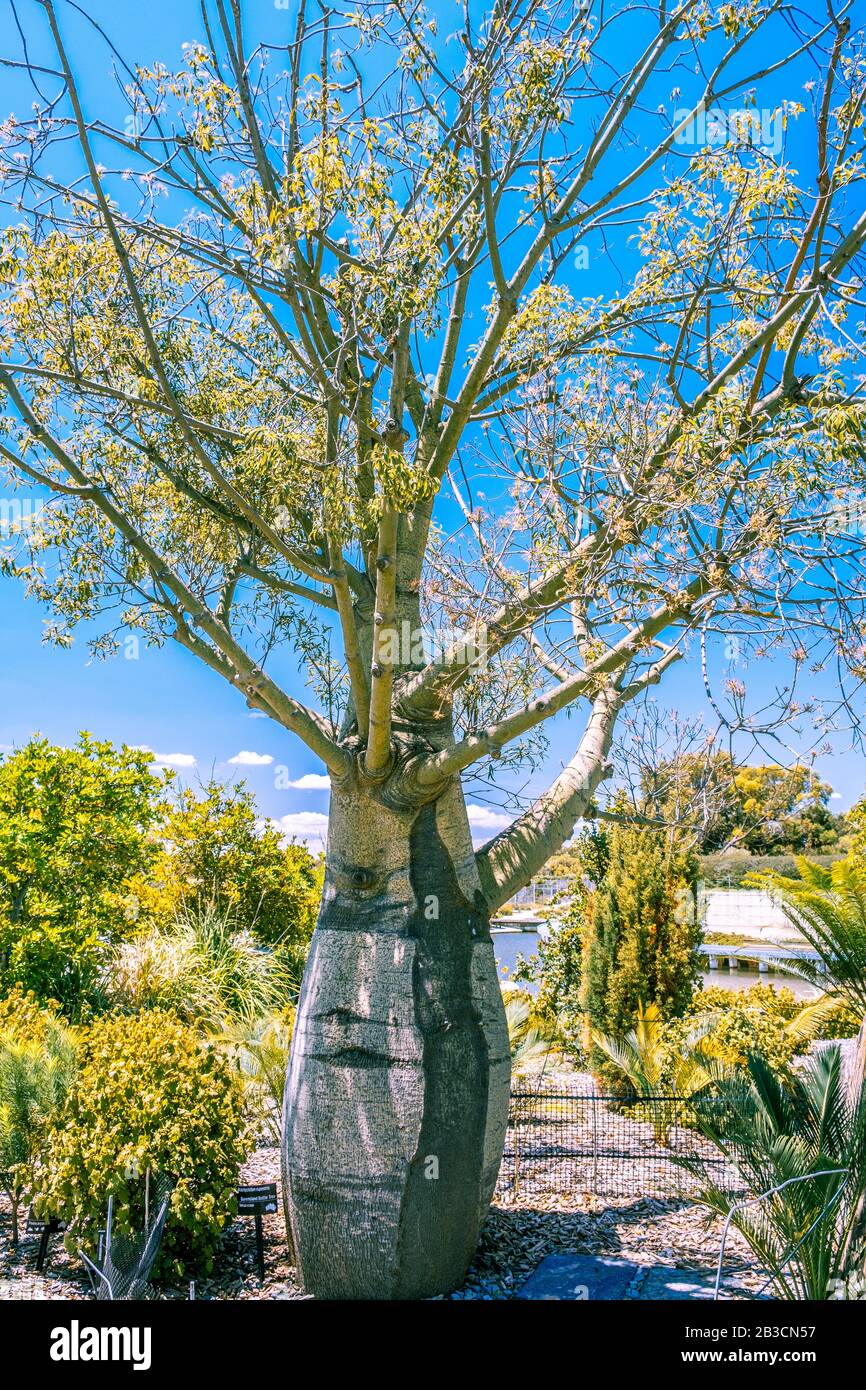 Arbre à bouteilles du Queensland dans le jardin contre le ciel bleu en Australie Banque D'Images