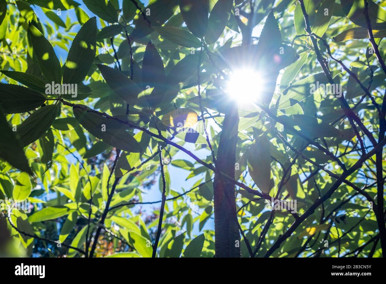Soleil brillant à travers la végétation tropicale dans la forêt tropicale Banque D'Images