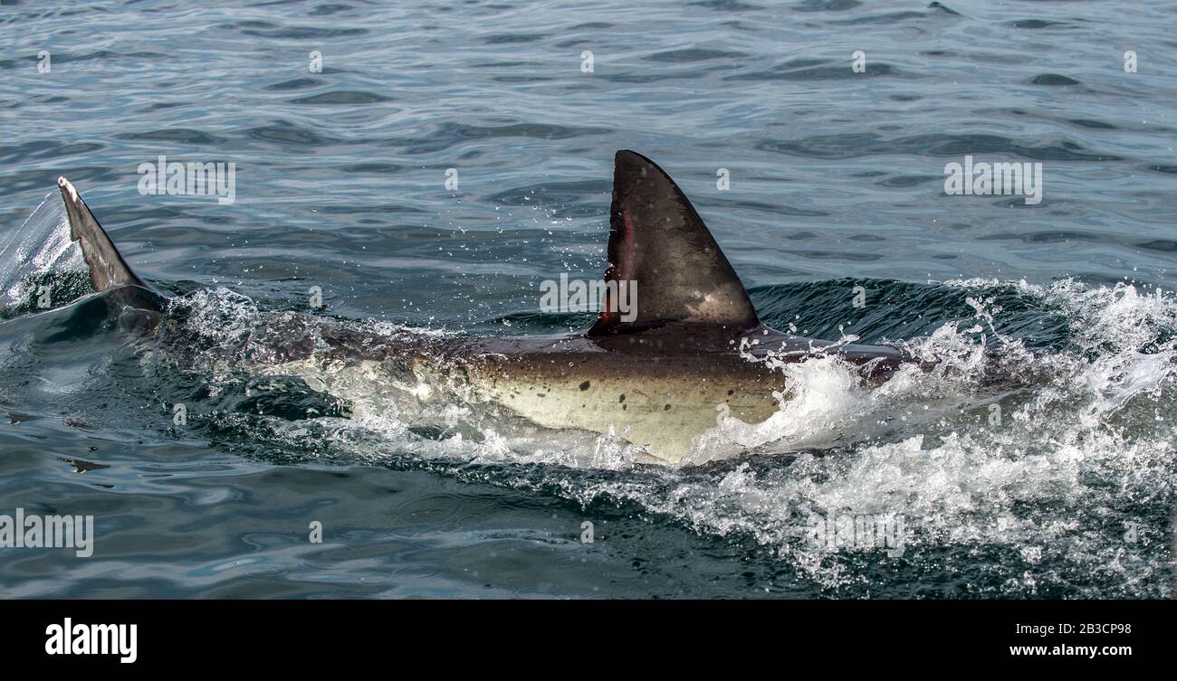 Dos de requin et nageoire dorsale au-dessus de l'eau. Aileron de grand requin blanc, Carcharodon carcharias, Afrique du Sud, Océan Atlantique Banque D'Images