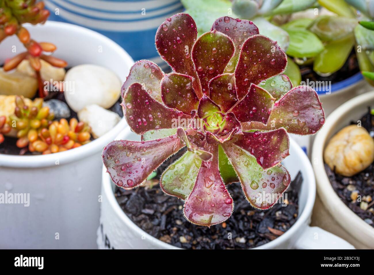 Gros plan de l'Arboreum d'Aeonium, la Rose noire d'Aeonium Est Sucreuse dans des mugs recyclés Banque D'Images