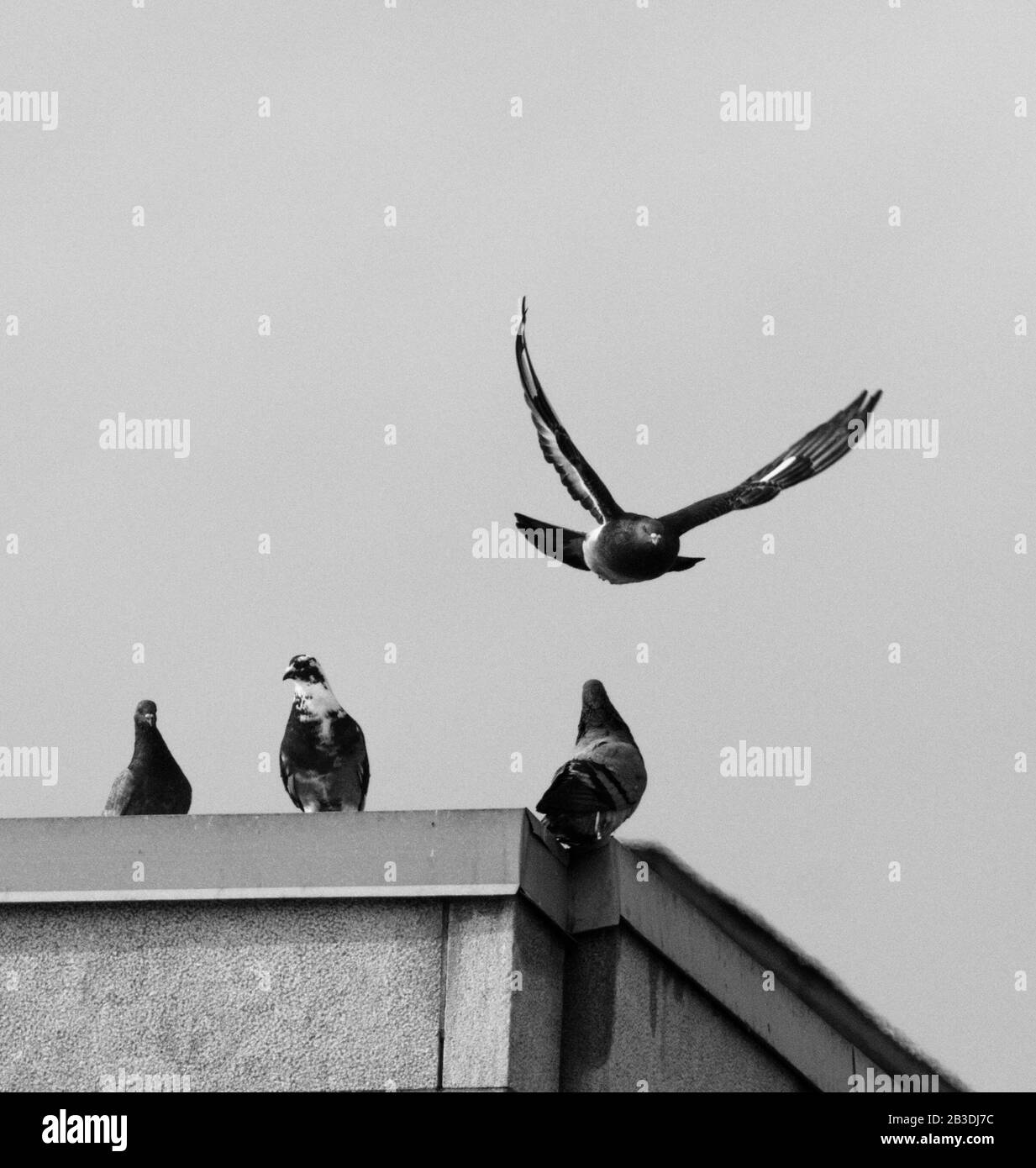 Pigeons sur un bâtiment, volant Banque D'Images