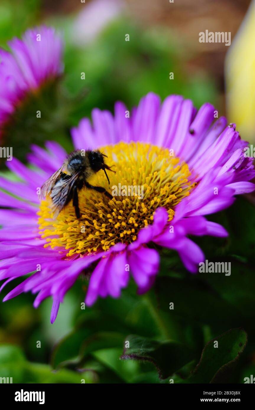 Petite bourdon assise sur une fleur violette Banque D'Images