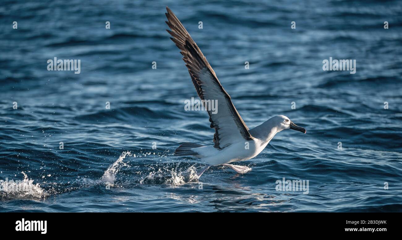 L'albatros à nez jaune de l'Atlantique prend son décollage, s'exécutant sur l'eau. Nom scientifique: Thalassarche chlororhynchos. Cap Point. Afrique Du Sud. Banque D'Images