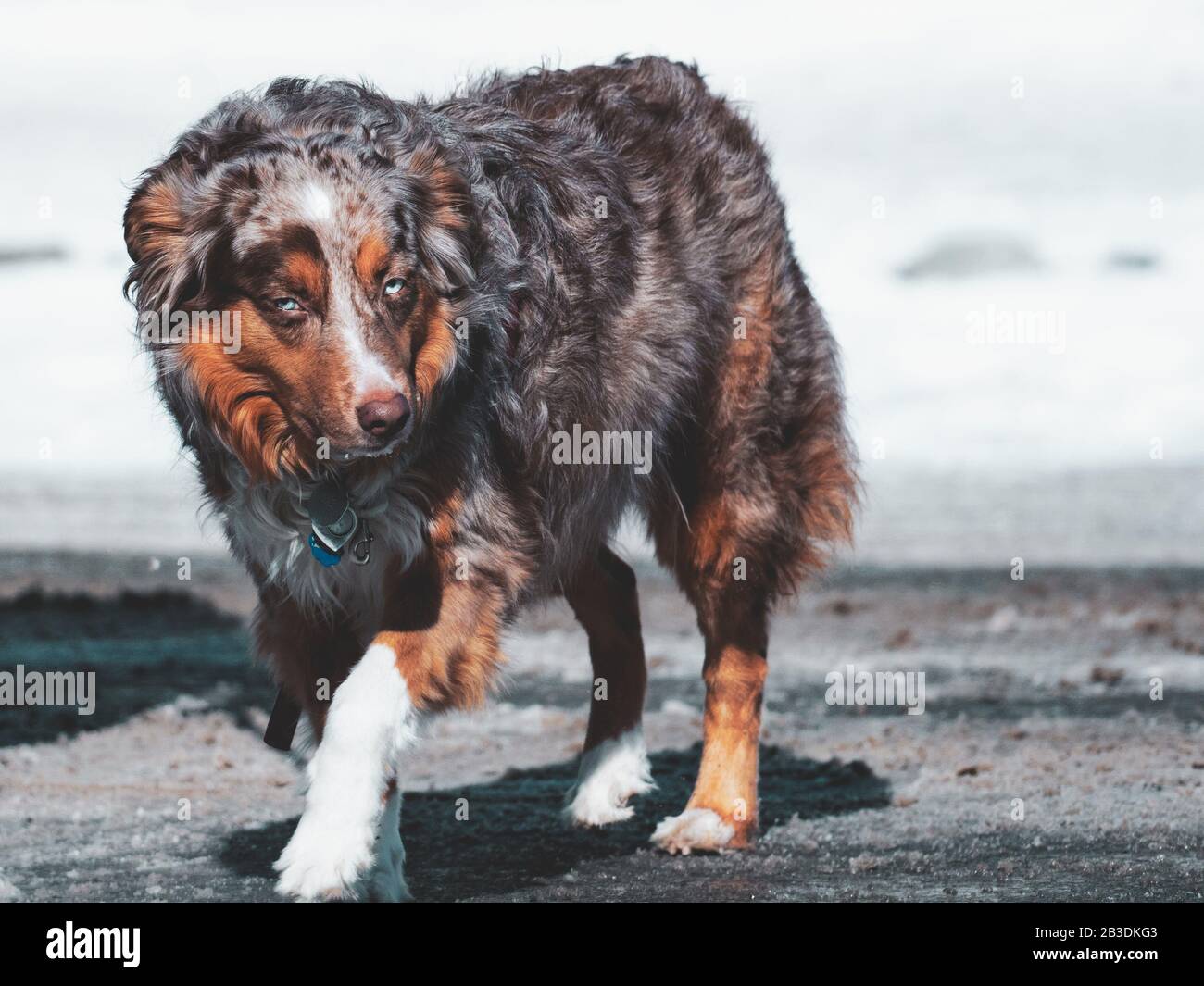 Vieux chien marchant dans la rue de Montréal, Canada Banque D'Images